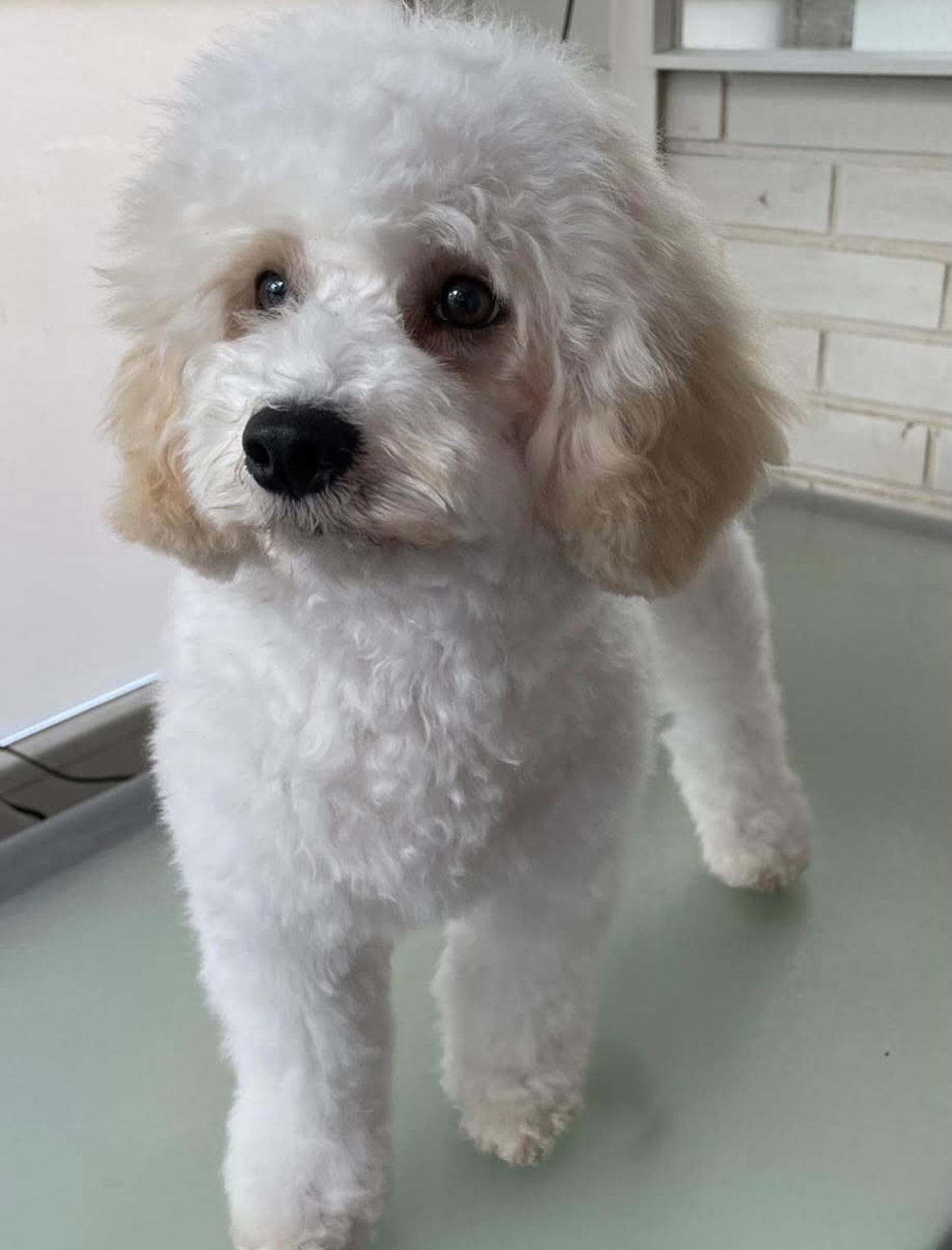 Cockapoo pentu ensimmäistä kertaa trimmissä