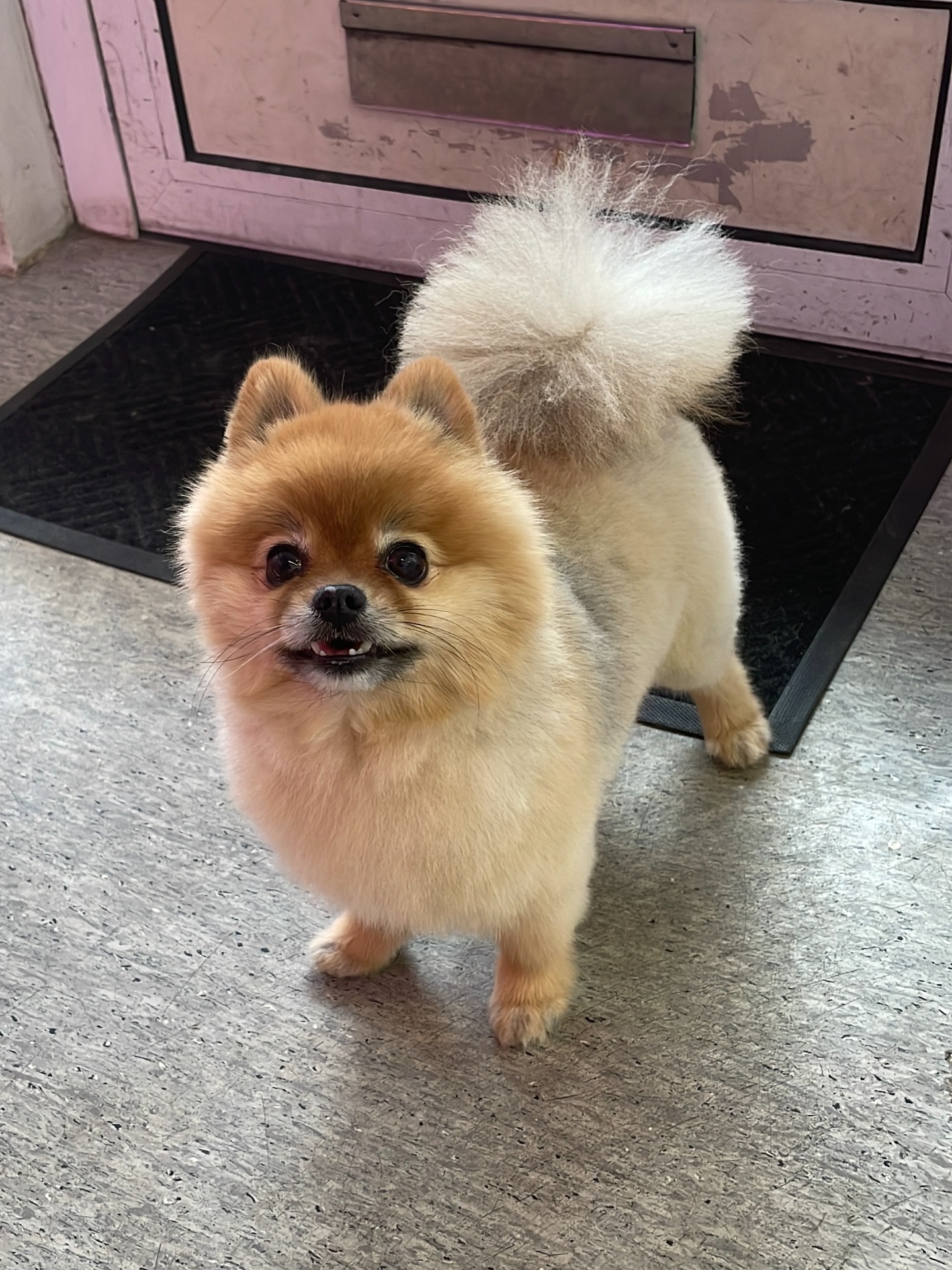 Pomeranian pitkäkarvaisen koiran pohjavillapesun ja muotoonleikkauksen jälkeen